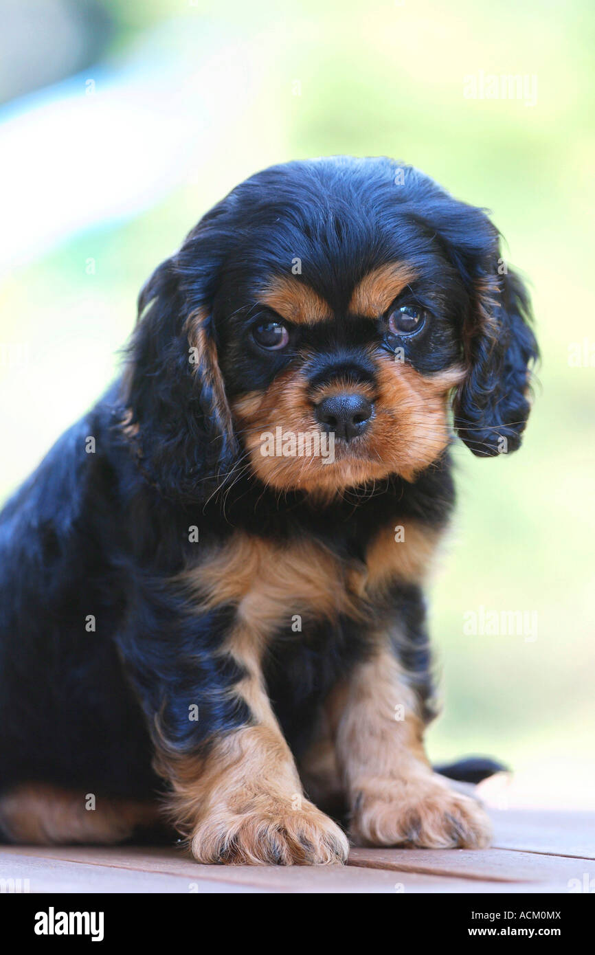 Cavalier King Charles Spaniel Welpen 7 Wochen schwarz und braun Stockfoto