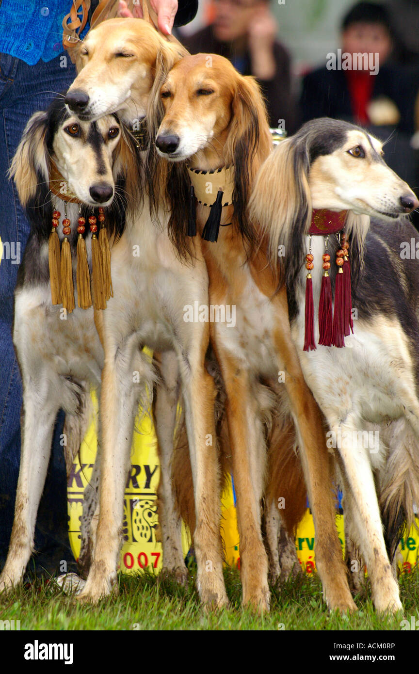 Internationale Messe der Hunderasse in Banska Bystrica, Slowakei, Hund portrait Stockfoto