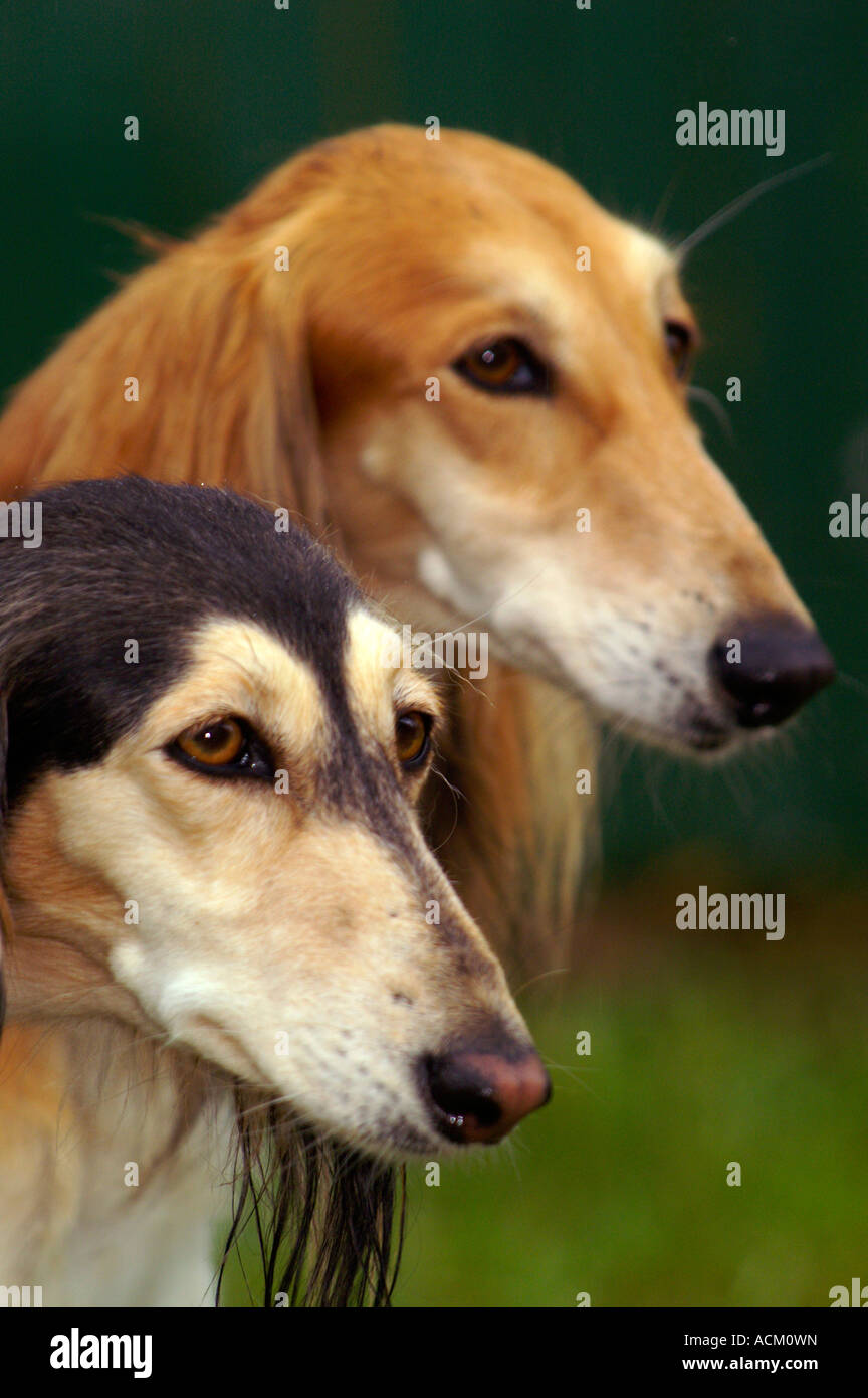 Internationale Messe der Hunderasse in Banska Bystrica, Slowakei, Hund portrait Stockfoto