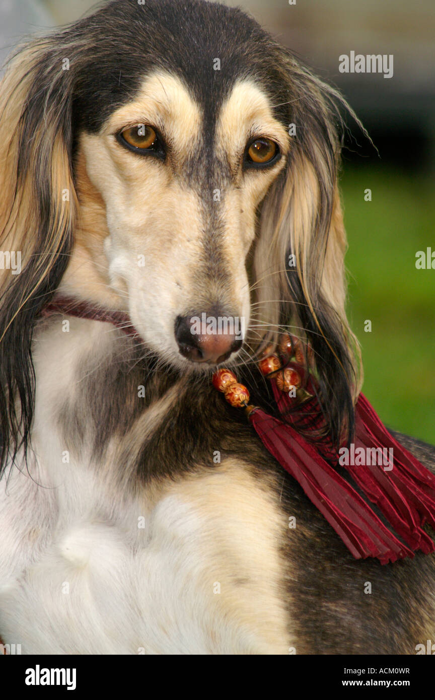 Internationale Messe der Hunderasse in Banska Bystrica, Slowakei, Saluki Hund portrait Stockfoto