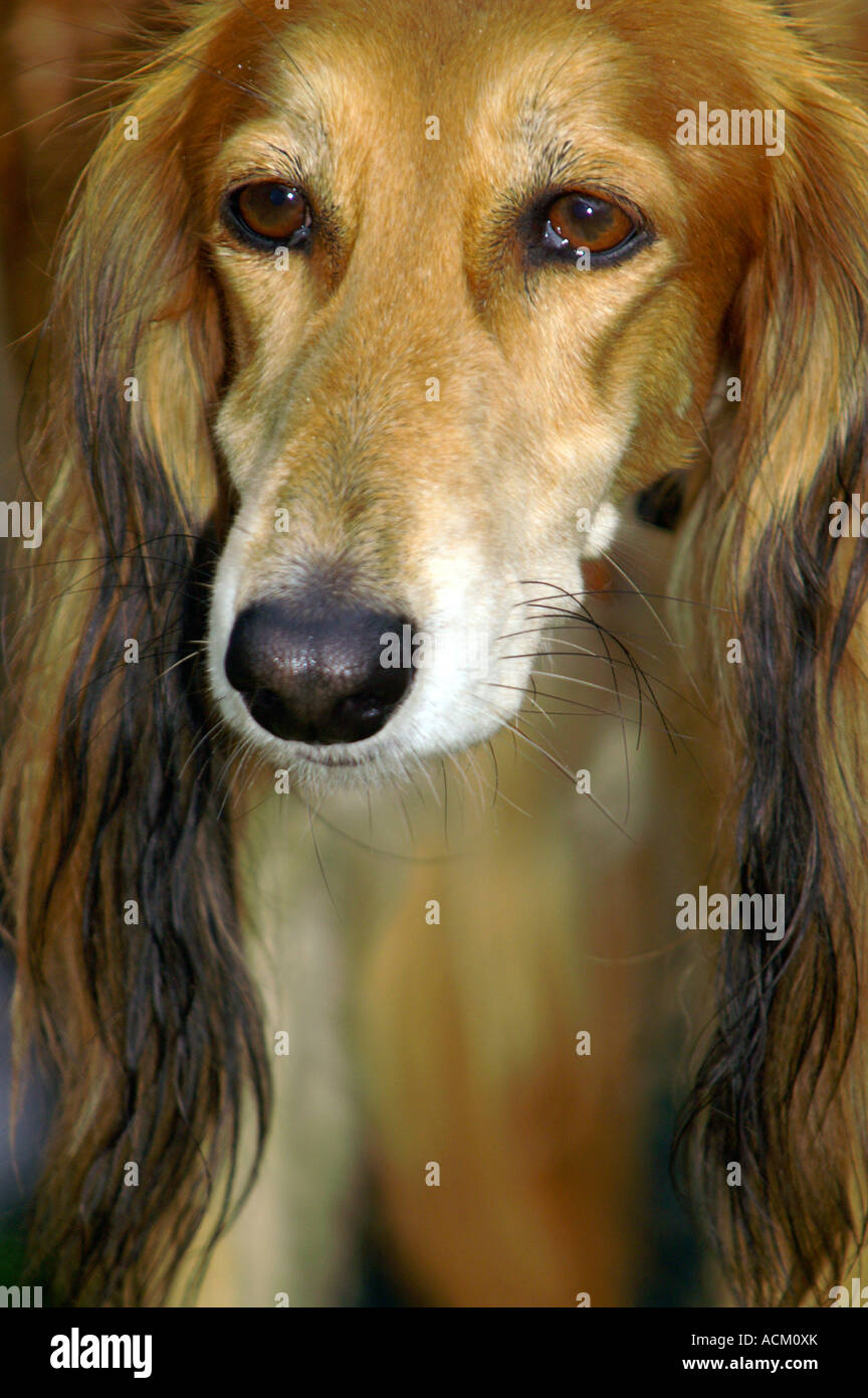 Internationale Messe der Hunderasse in Banska Bystrica, Slowakei, Saluki Hund portrait Stockfoto