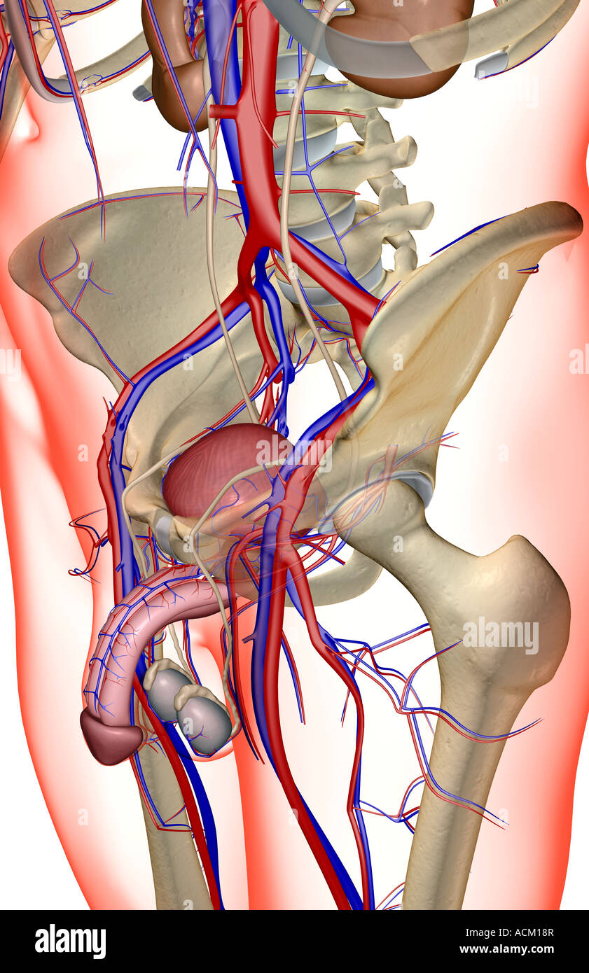 Das Blut-Versorgungsmaterial der männlichen Geschlechtsorgane Stockfoto