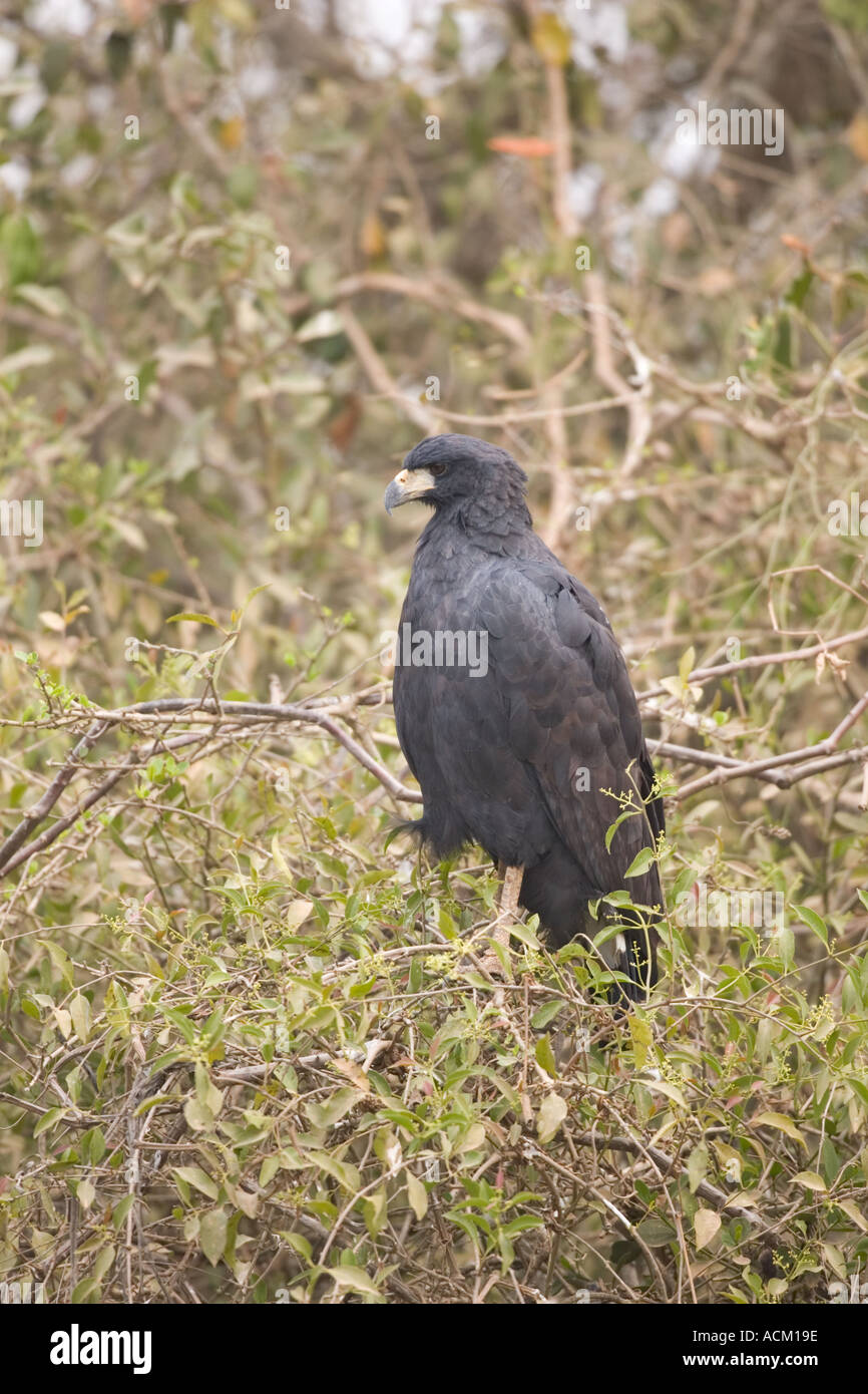 GROßE BLACK HAWK Buteogallus urubitinga Stockfoto