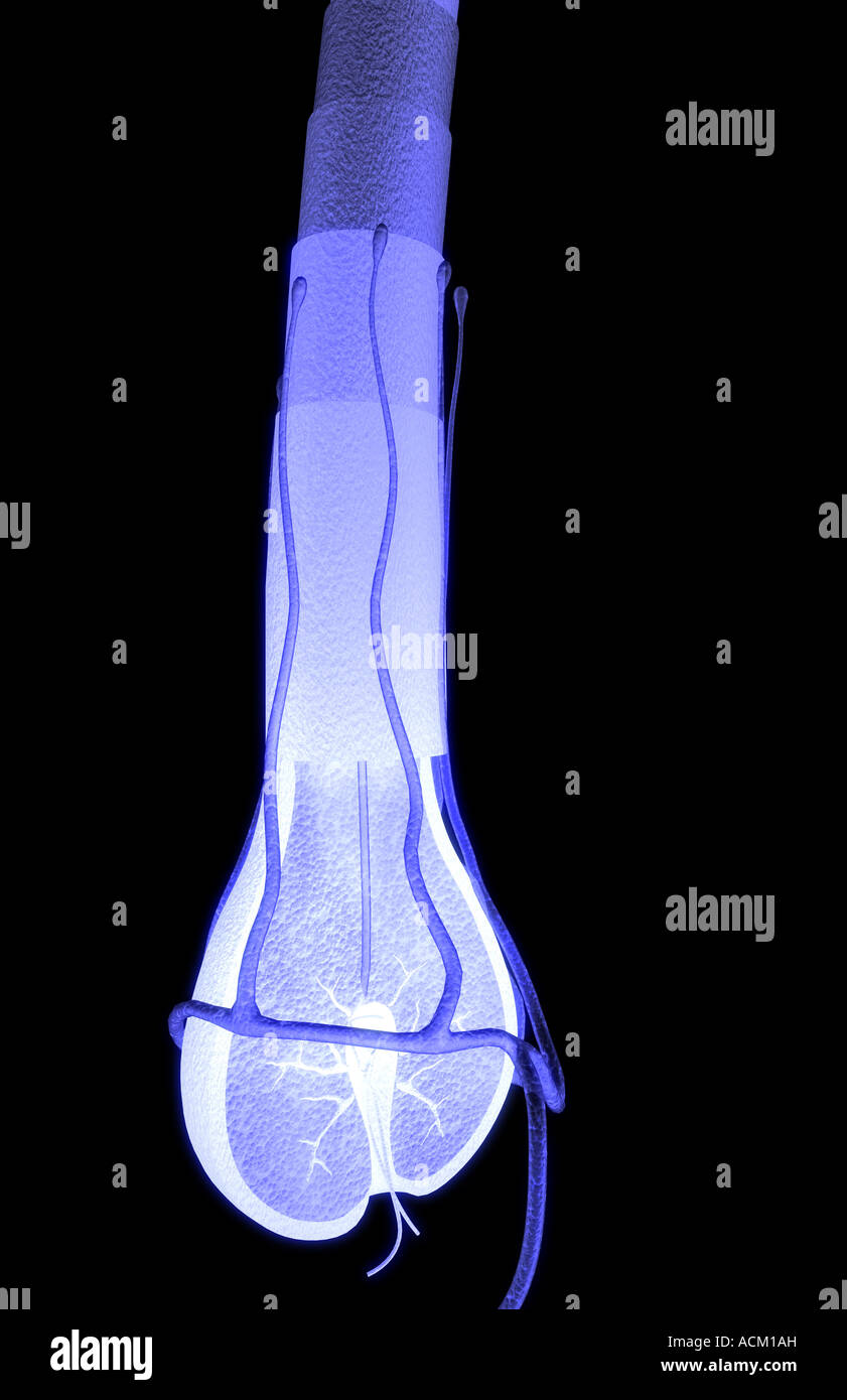 Haarfollikel Stockfoto