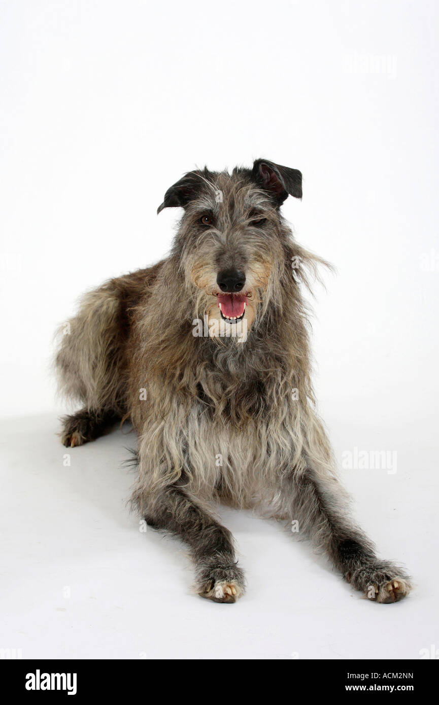 Scottish Deerhound Stockfoto