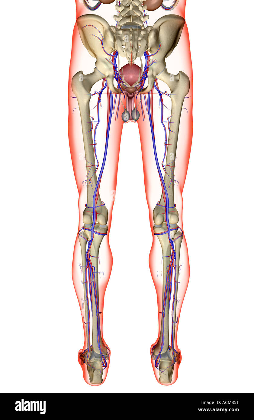 Das Blut-Versorgungsmaterial der männlichen Geschlechtsorgane Stockfoto