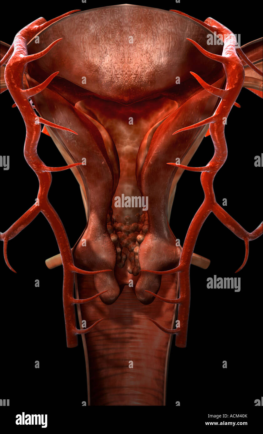 Die Arterien des weiblichen reproduktiven Systems Stockfoto