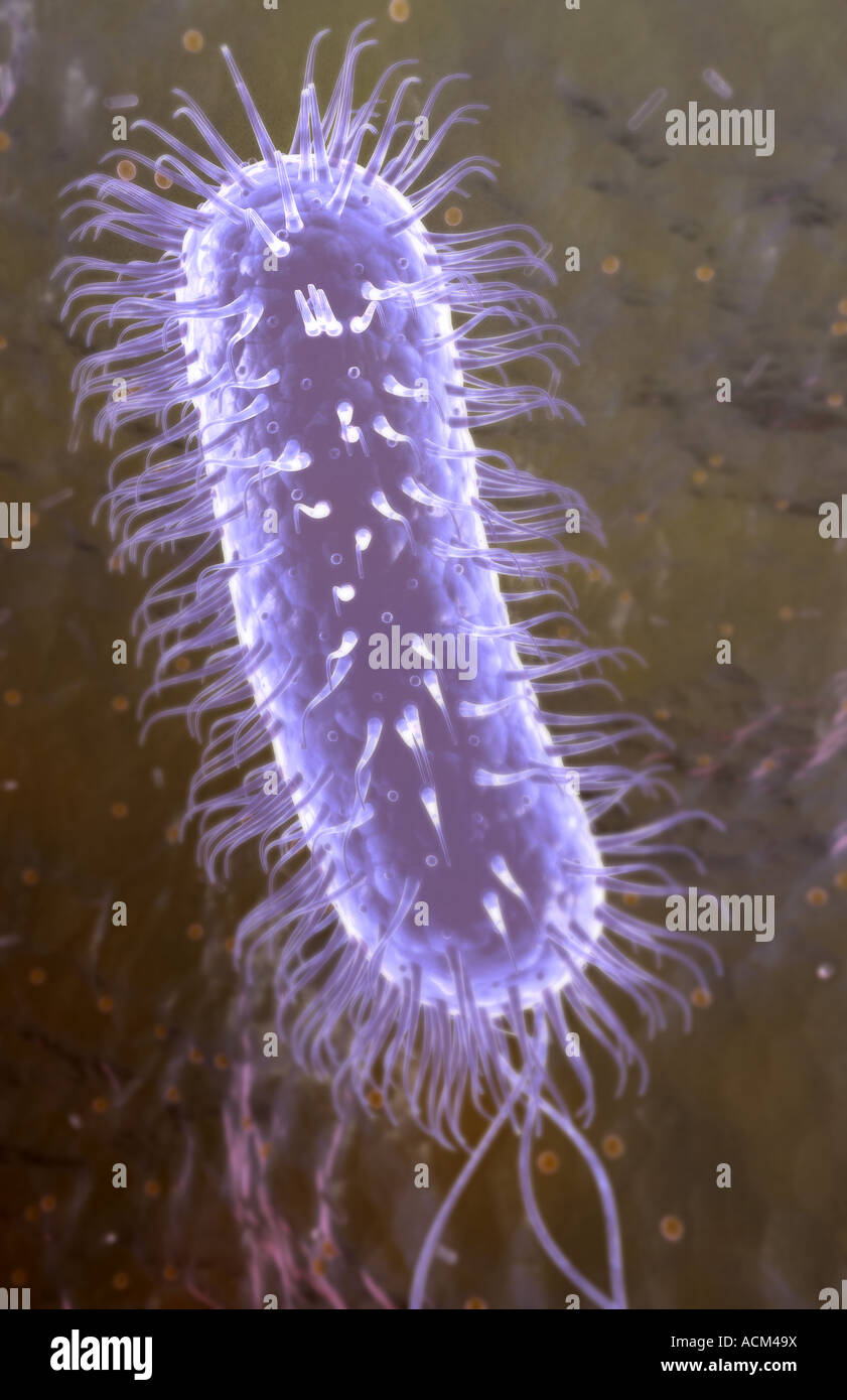 Helicobacter pylori Stockfoto