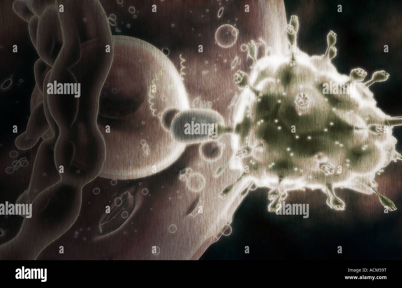 Virus replication Fotos und Bildmaterial in hoher Auflösung Alamy