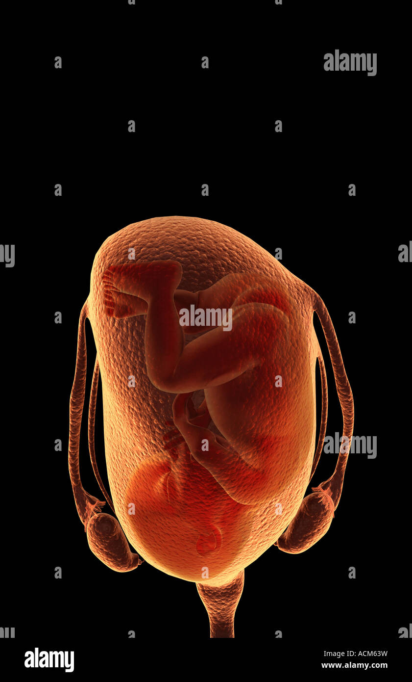 Schwangerschaft anatomie front -Fotos und -Bildmaterial in hoher ...