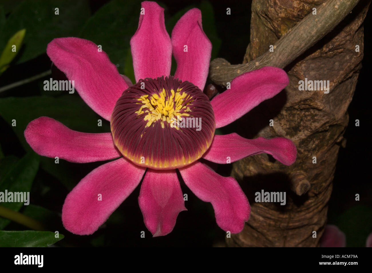 Tropischer Baum Blume (Gustavia sp.) Cauliflourous und wächst am Stamm des Baumes Kew Gardens Stockfoto