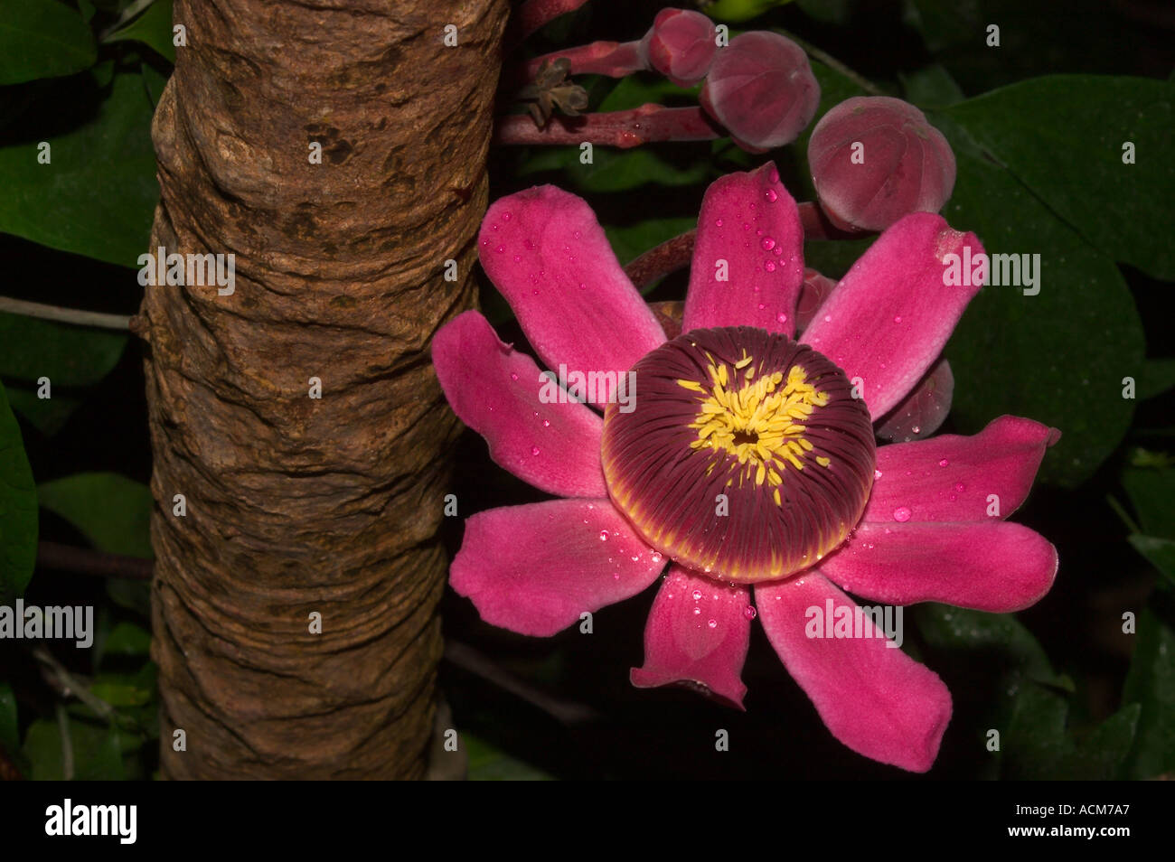 Tropischer Baum Blume (Gustavia sp.) Cauliflourous und wächst am Stamm des Baumes Kew Gardens Stockfoto