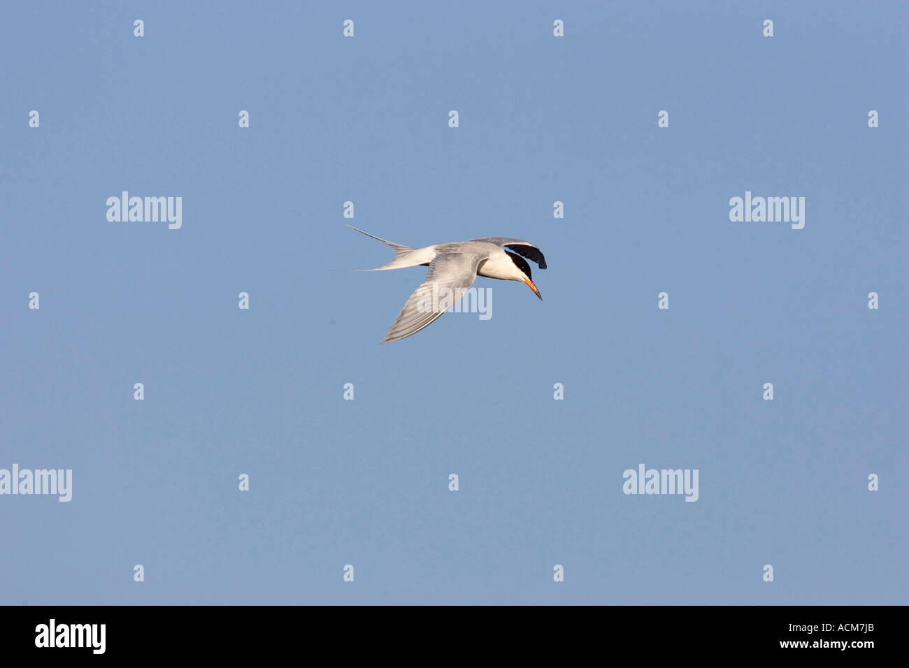 Forster s Tern Sterna Forsteri im Flug Florida Erwachsener Stockfoto