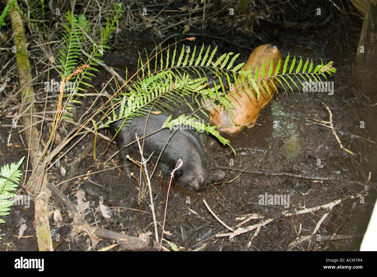 Wilde Schweine Sus Scrofa Fütterung im Schlamm bei sechs Meile Zypern Reserve Florida Stockfoto