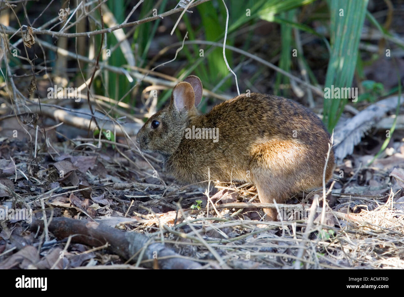 Marsh Kaninchen Sylvilagus Palustris Florida everglades Stockfoto