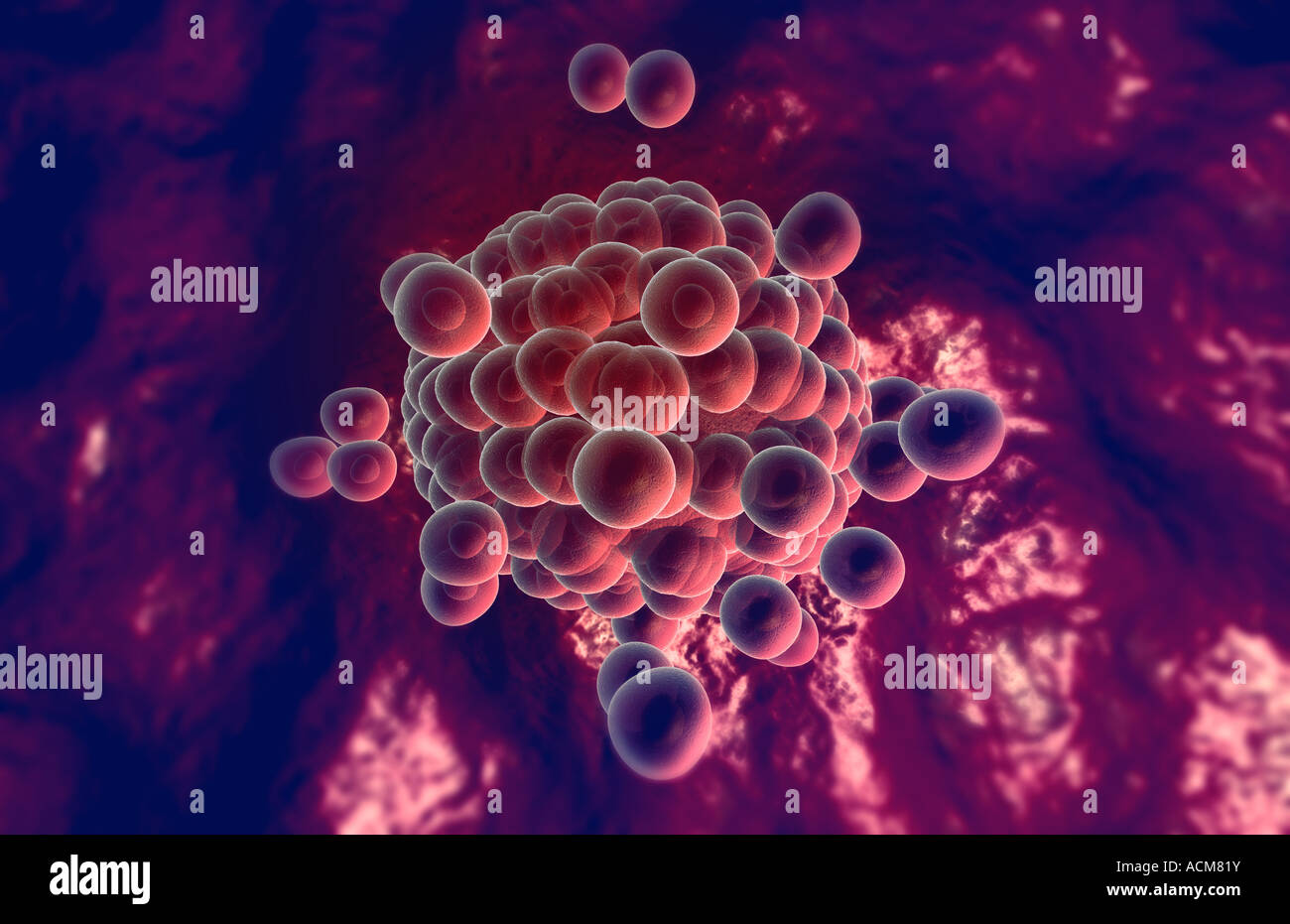 Ovum Stockfoto