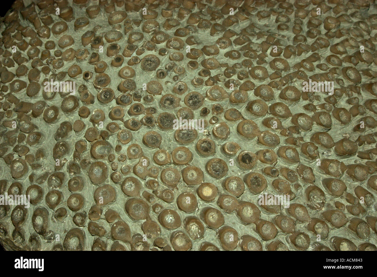 FOSSILE Korallen Bett (Kodonophyllum) Silurian England, MUSEUM OF NATURAL HISTORY, LONDON Stockfoto