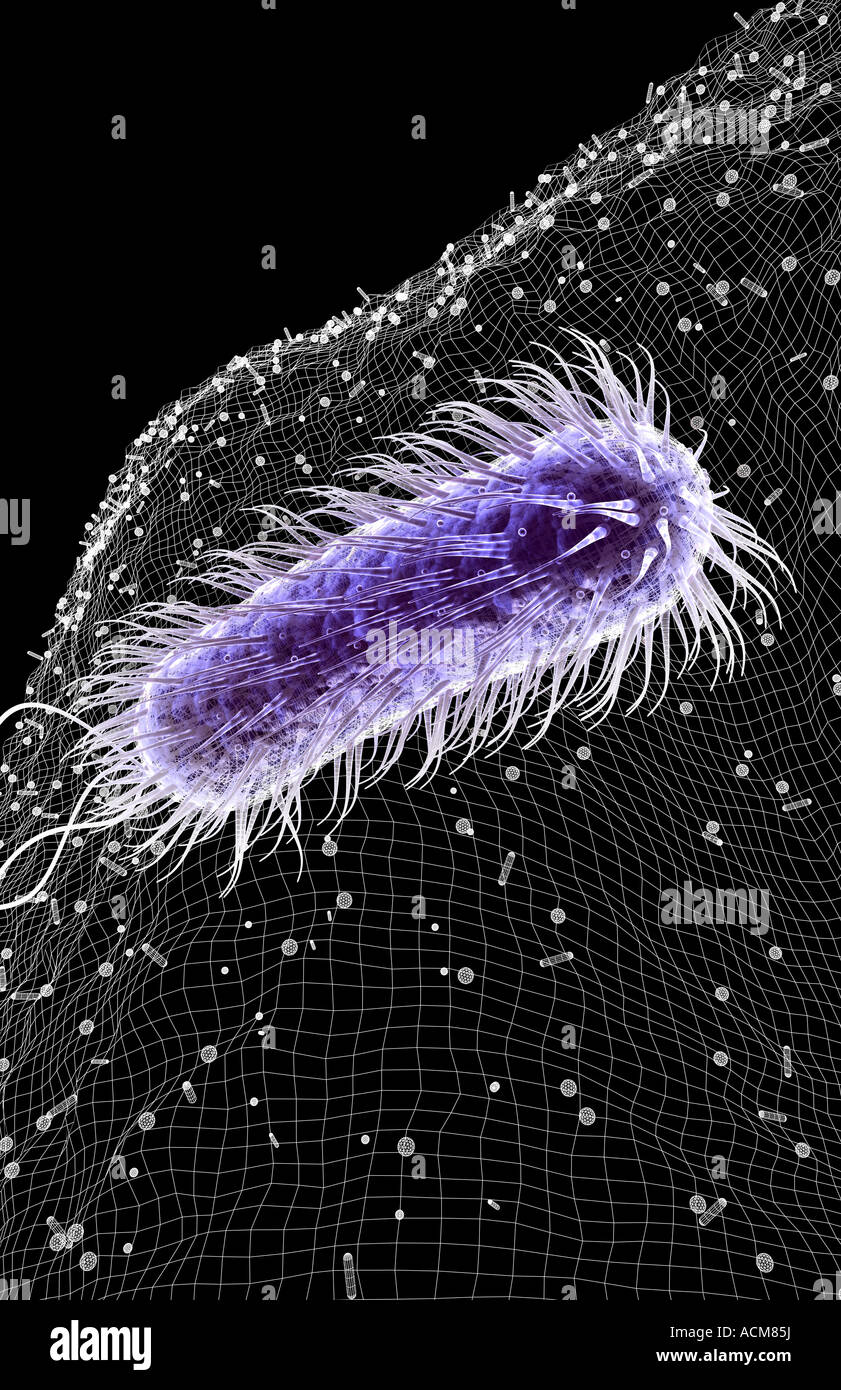 Helicobacter pylori Stockfoto