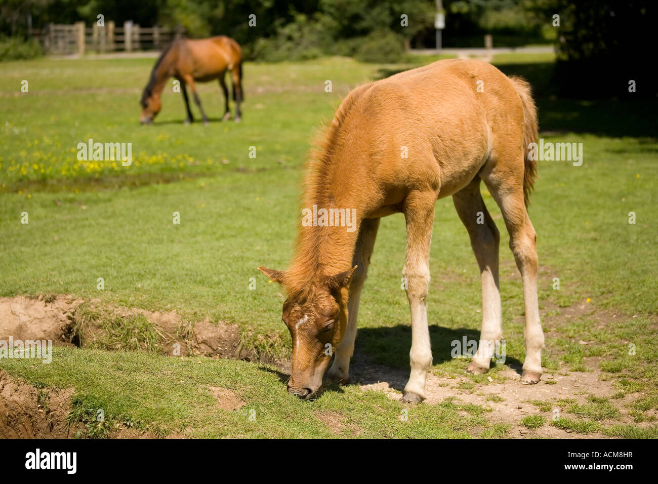 New Forest Ponys Fohlen und Erwachsener an Balmer Rasen Brockenhurst Stockfoto