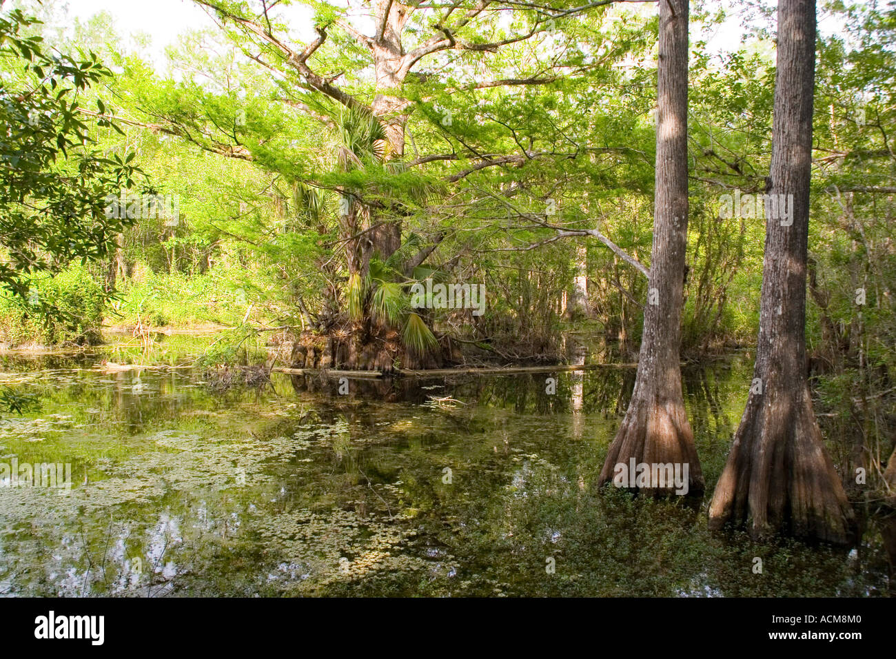 SIX Mile Cypress Slough bewahren einen Feuchtgebiet Sumpf in der Nähe von Fort Myers florida Stockfoto