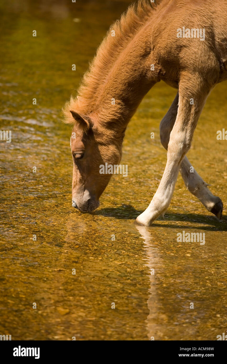New Forest Pony Fohlen trinken aus den Highland Wasserstrahl Balmer Rasen Brockenhurst New Forest Stockfoto