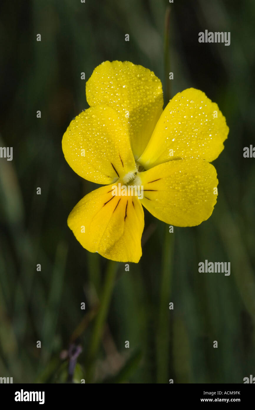 Rhodopi gelbe Veilchen (Viola Rhodopeia) Stockfoto