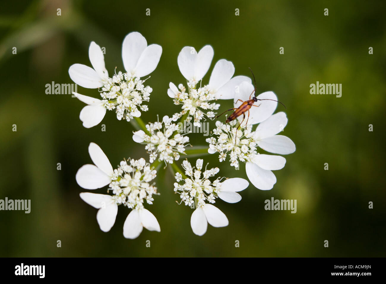 kleine rote und schwarze Käfer auf weiße Spitze Blume (Orlaya Grandiflora) Stockfoto