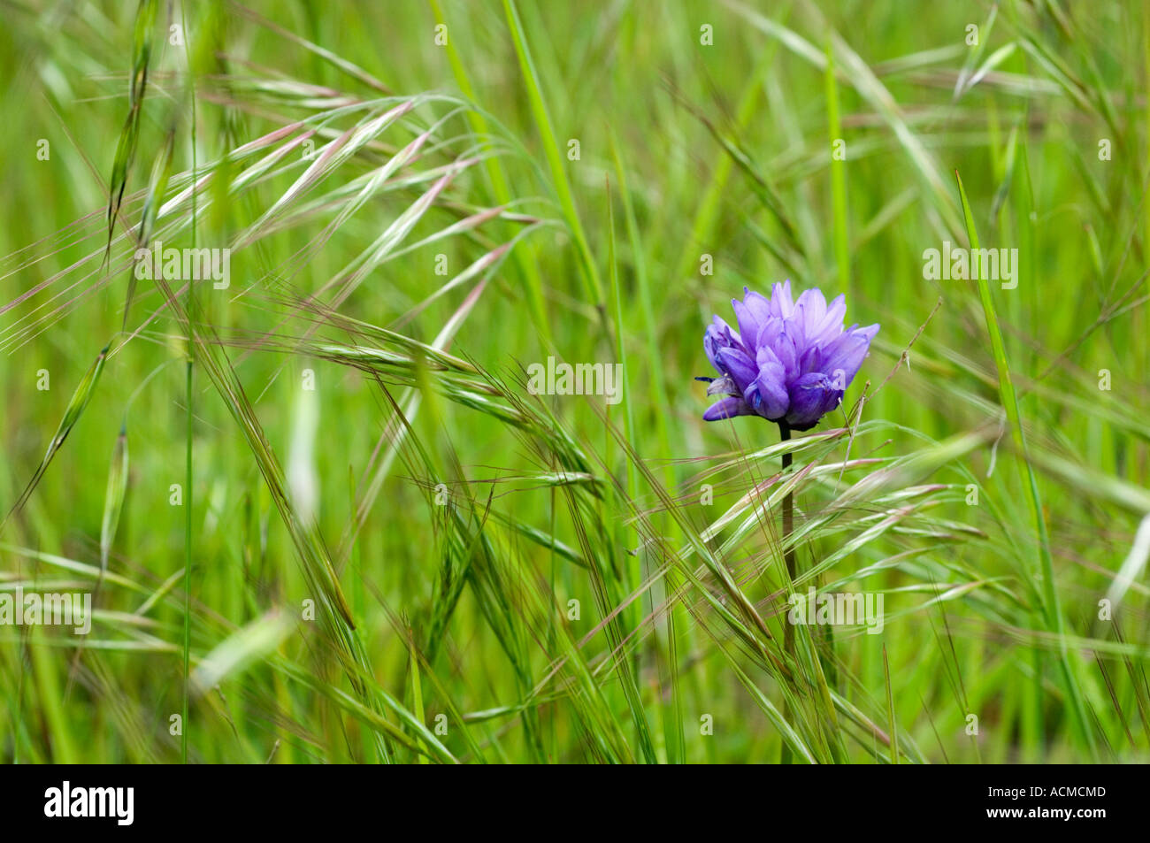 Blau – Eyed Grass (Sisyrinchium Bellum) Blume auf Wiese, Salinas County, Kalifornien Stockfoto
