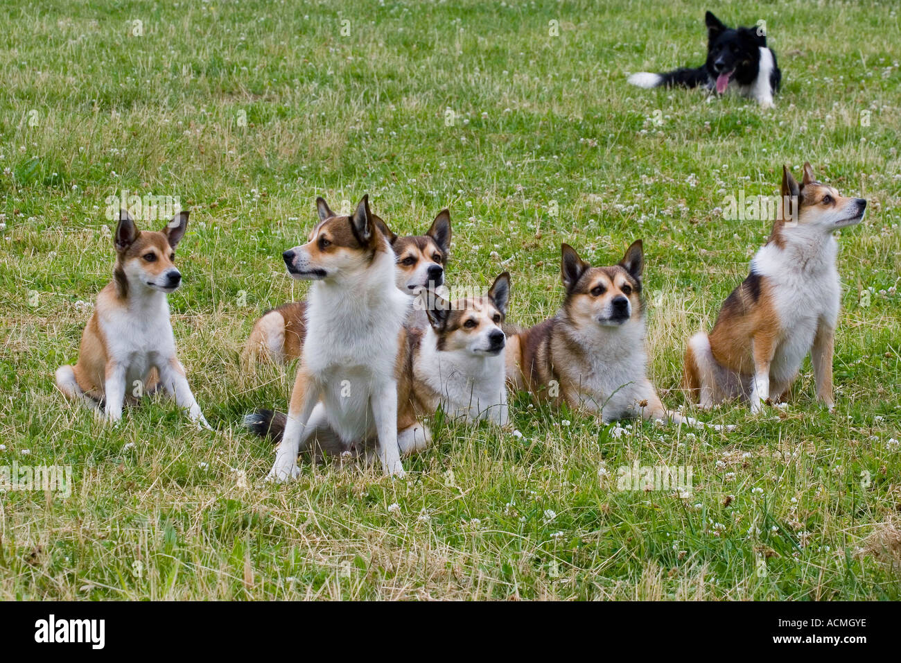 Norwegischer Lundehund Stockfoto