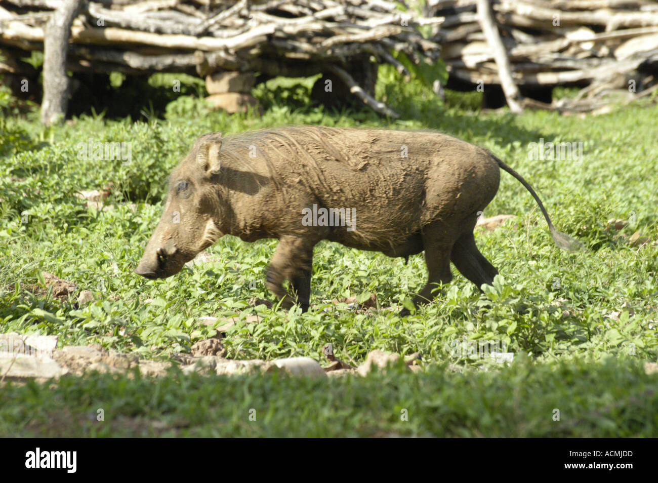 Warzenschwein Mole Nationalpark Ghana Westafrika Stockfoto