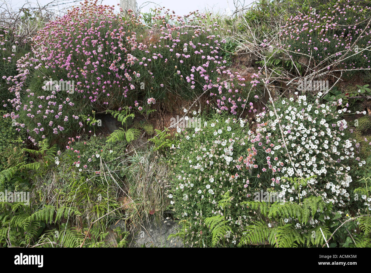 Silene Uniflora oder Meer Campion und Sparsamkeit Armeria Maritima auf grasbewachsenen bank Pembrokeshire coastal Nationalpark, Wales Stockfoto