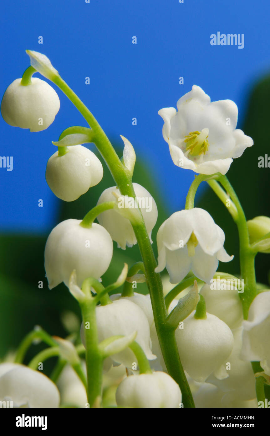 Lily Of The Valley weiße Blumen Convallariaarten majalis Stockfoto