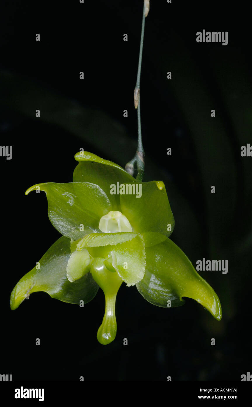 Wilde Orchidee (Aeranthes Ramosa), Analamazaotra / Perinet Reservat, Madagaskar Stockfoto