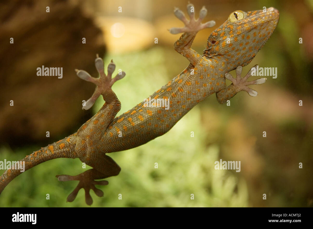 Wald-gecko Stockfoto