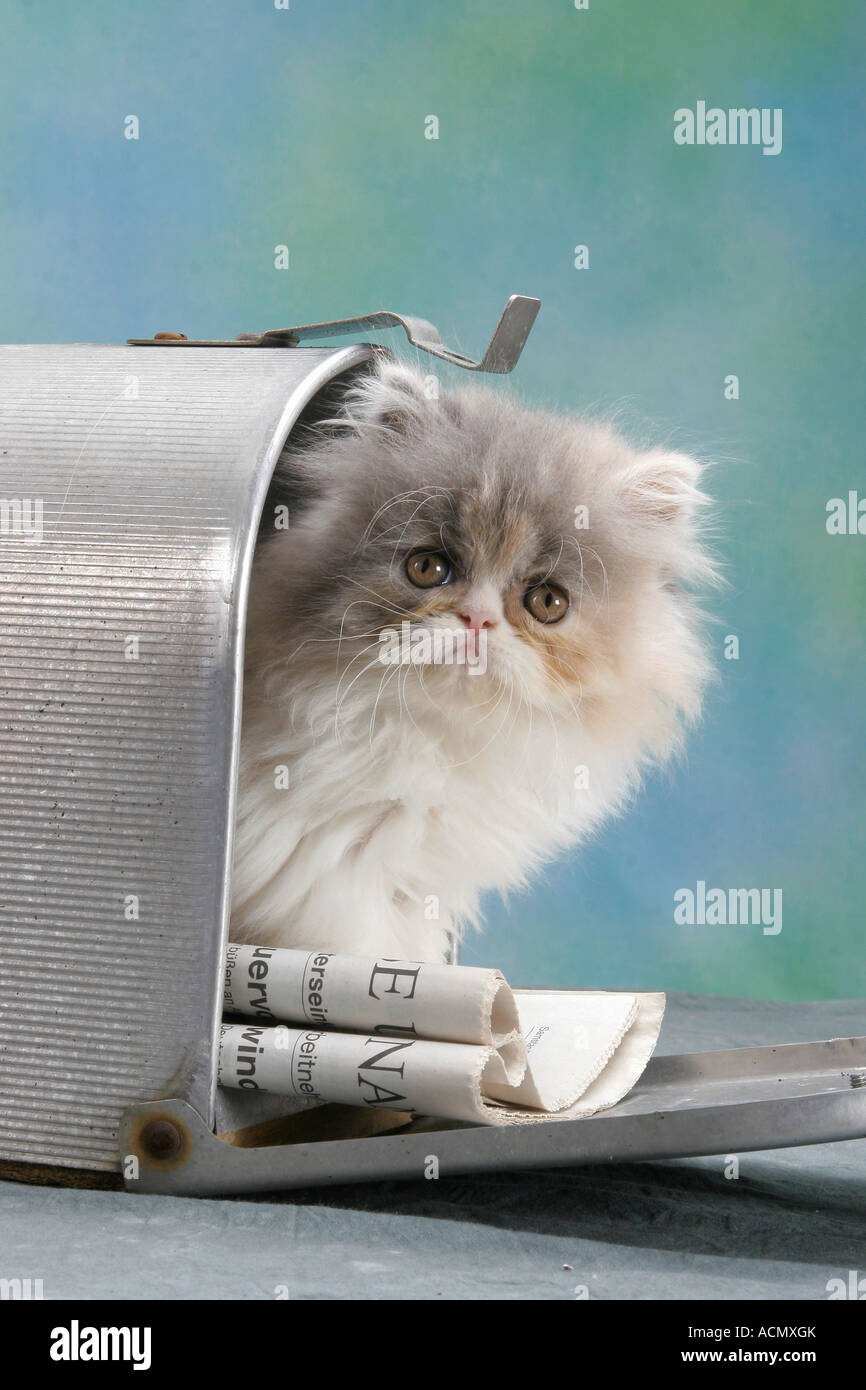 Perser Kätzchen in Briefkasten Stockfoto