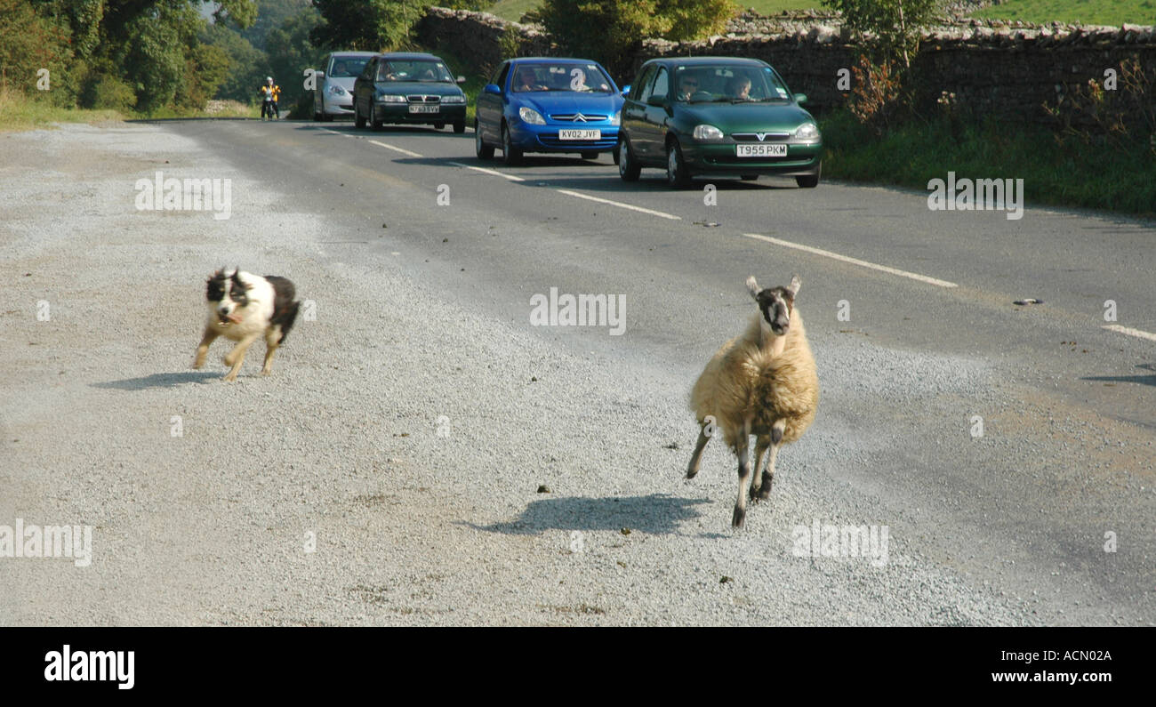 Schäferhund rundet Schafe unterwegs Yorkshire England Stockfoto