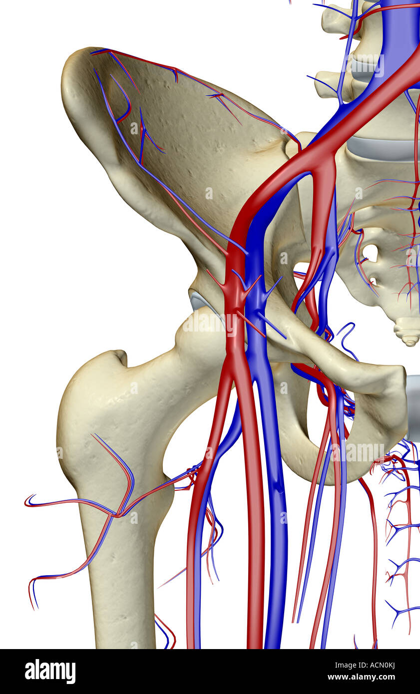 Das Blut-Versorgungsmaterial von der Hüfte Stockfoto
