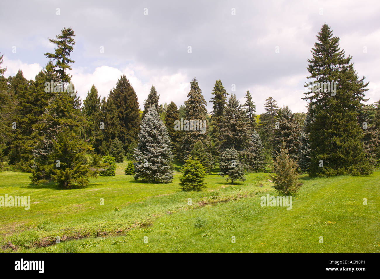 Arnold Arboretum Harvard Universität Boston, Massachusetts Stockfoto