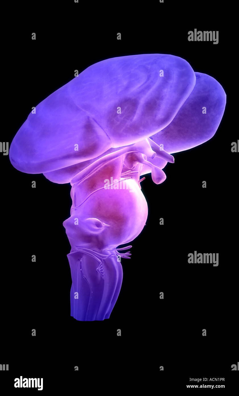 Der Hirnstamm Stockfoto
