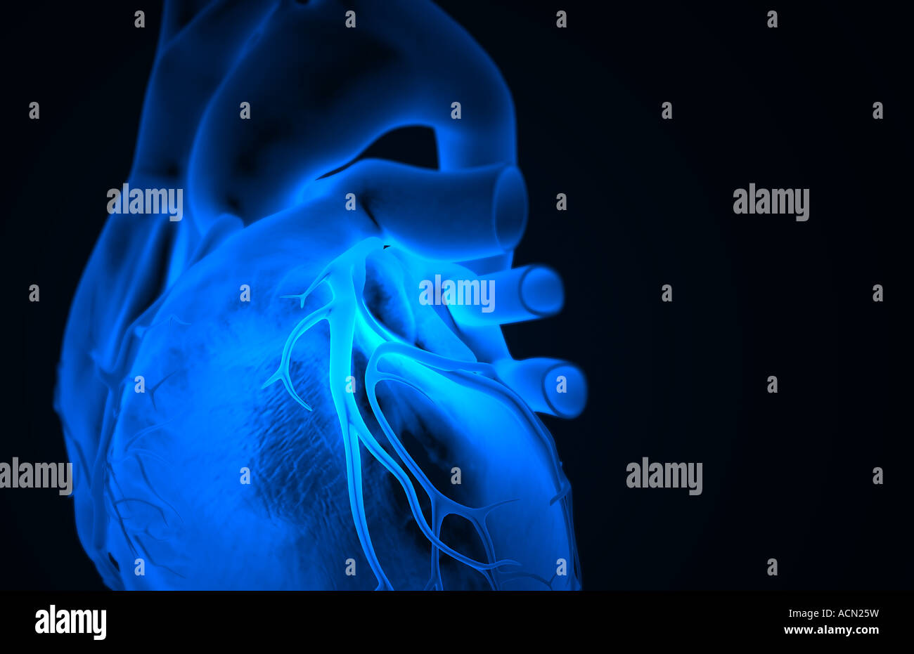 Die Herzkranzgefäße des Herzens Stockfoto