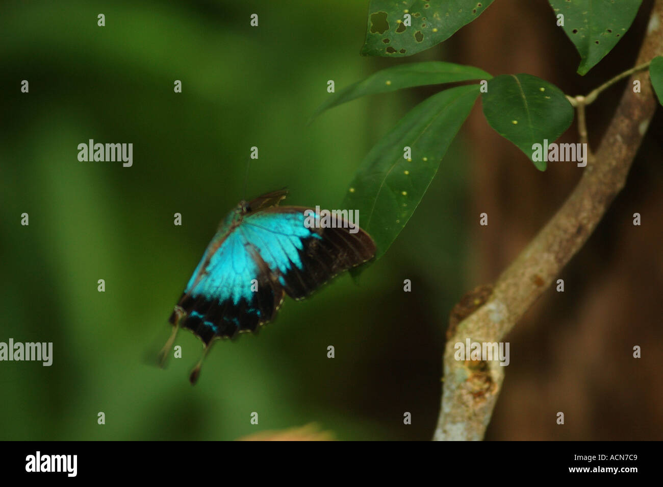 Ulysses Schmetterling Papilio Ulysses Schwalbenschwanz Schmetterling elektrische blaue Kuranda Butterfly Sanctuary Queensland Australien dsc 0034 Stockfoto