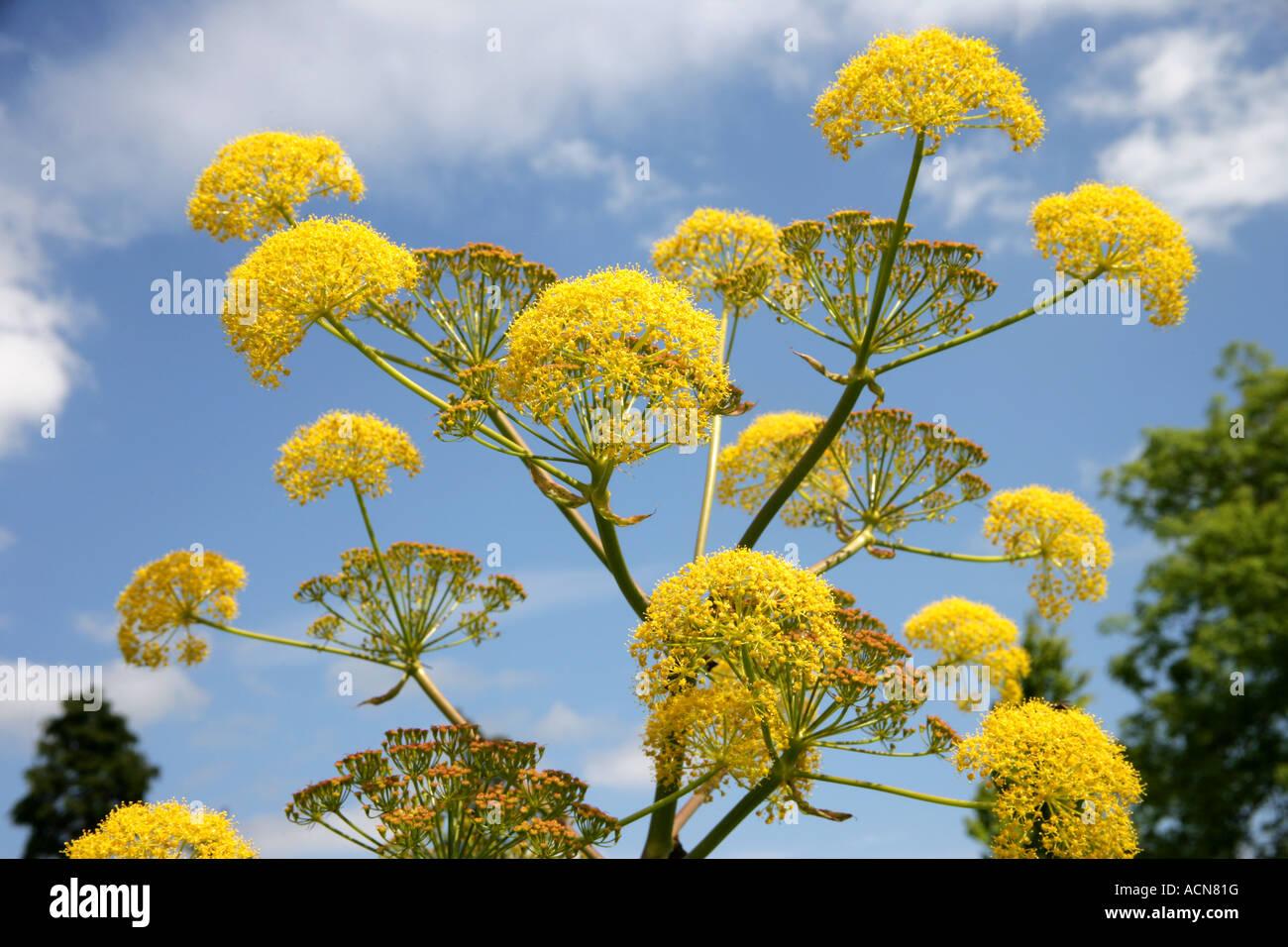 Fenchel Foeniculum Vulgare winterharte mehrjährige Pflanze Stockfoto
