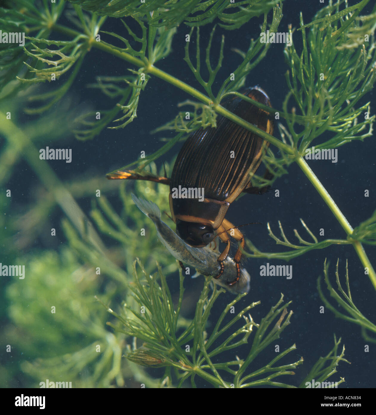 WIRBELLOSEN Käfer tolles Tauchen Stockfoto