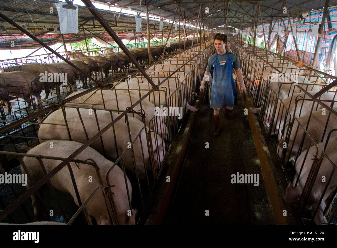 Chinesischen Farmer Pig Farm in der Nähe von Dongguan, Guangdong Provinz, China Stockfoto