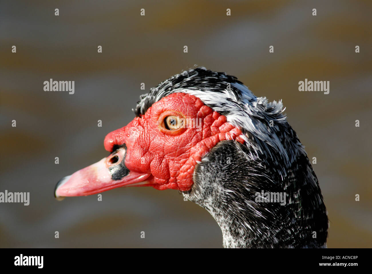 Barbarie-Ente Cairina moschata Stockfoto