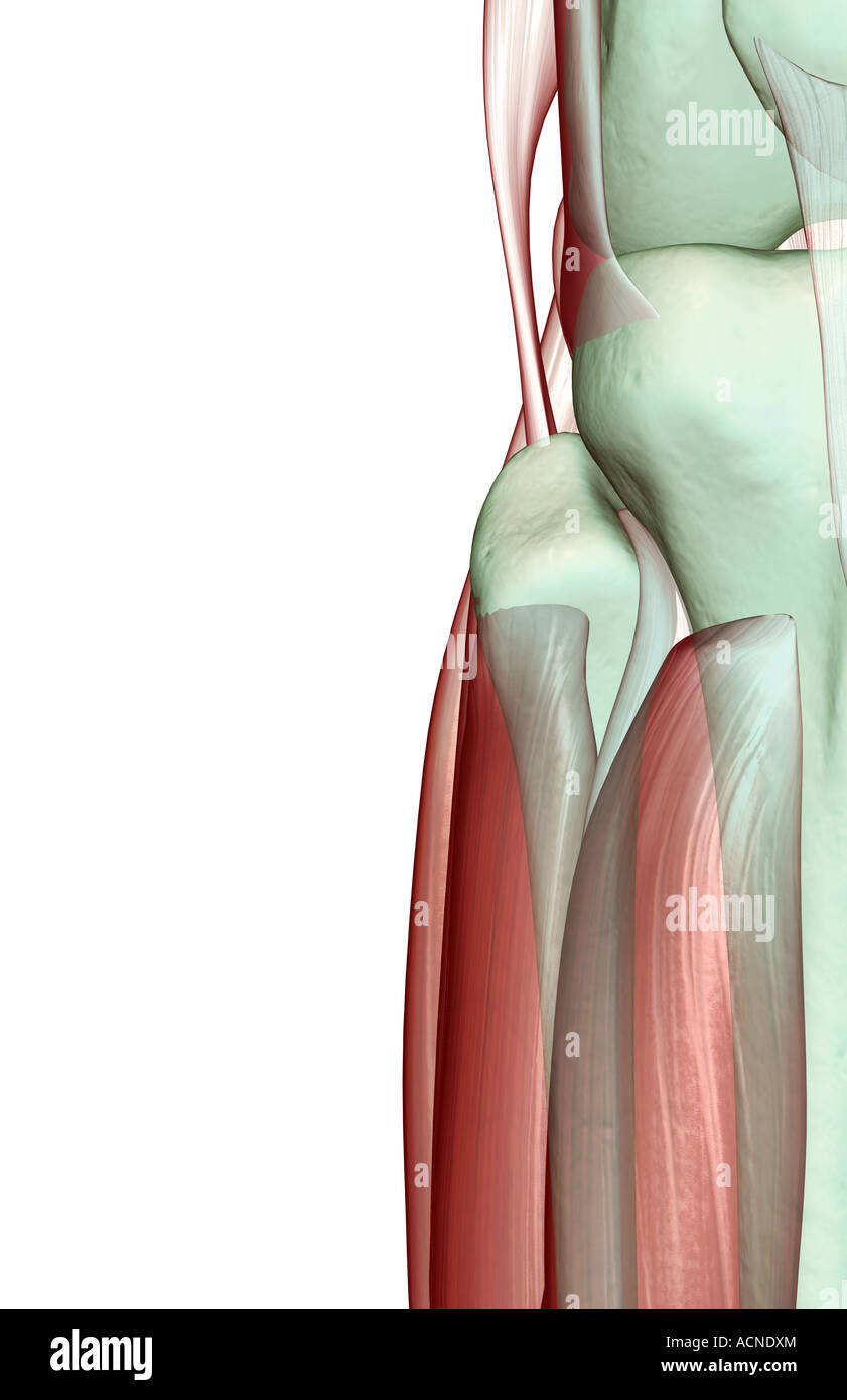 Sehnen am knie anatomie -Fotos und -Bildmaterial in hoher Auflösung – Alamy