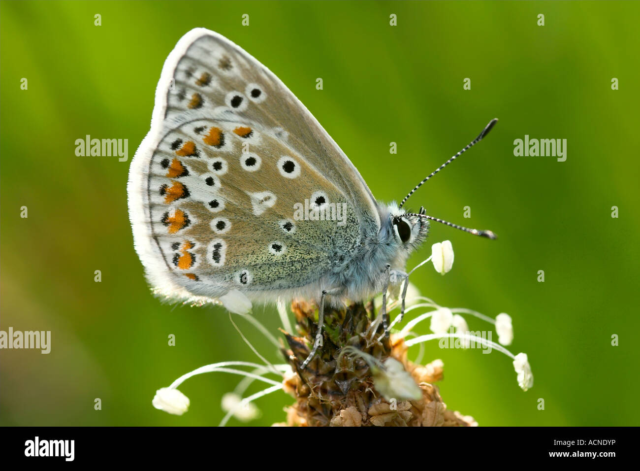 Makro/Nahaufnahme der Gemeinsamen blauer Schmetterling (Polyommatus icarus) sitzen auf der Anlage an einem sonnigen Tag mit grünem Hintergrund Stockfoto