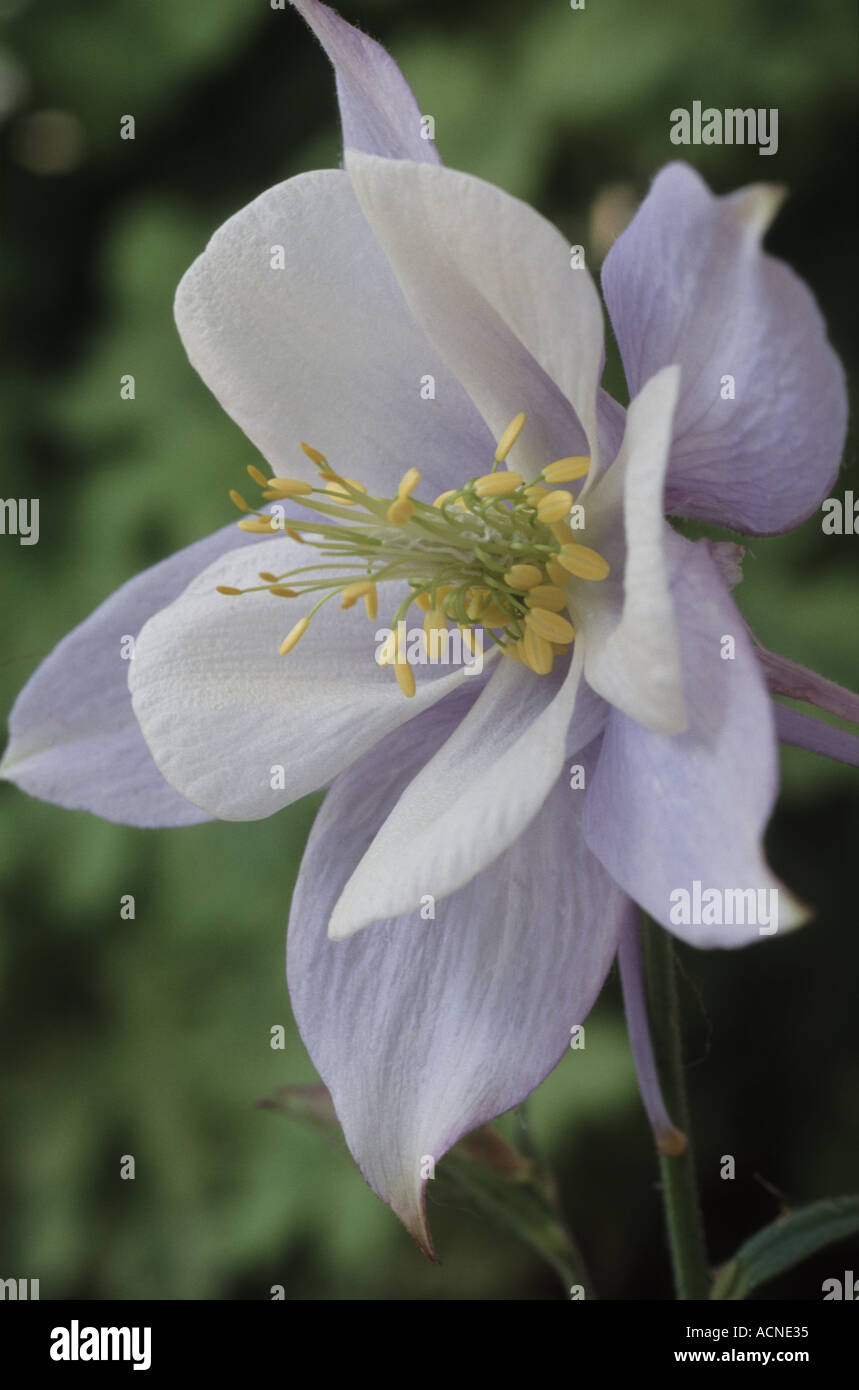 Aquilegia 'Bluebird'. AGM-Songbird-Serie Stockfoto