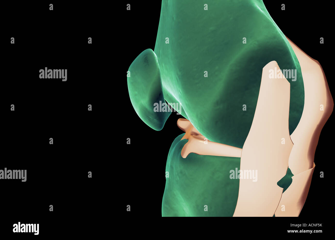 Die Bänder des Knies Stockfoto Die Bänder des Knies Stockfoto