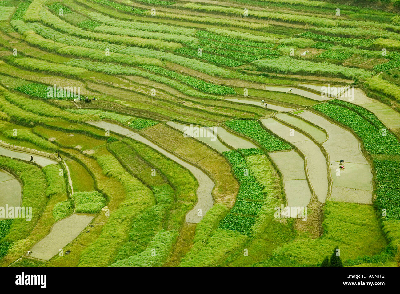 Terrassierte Reisfelder entlang des Jangtse China Stockfoto